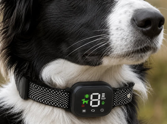 Hush Bark Collar